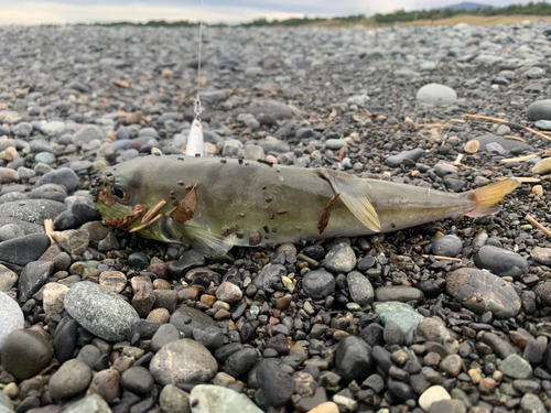 クロサバフグの釣果