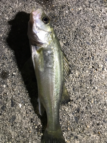 セイゴ（マルスズキ）の釣果