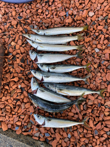 マサバの釣果