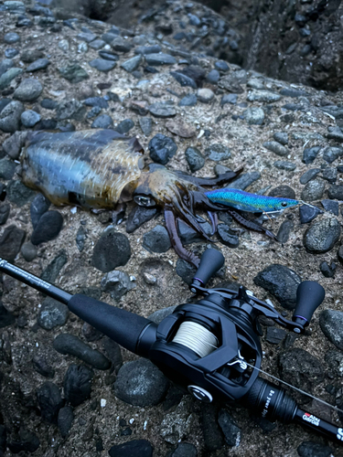 アオリイカの釣果