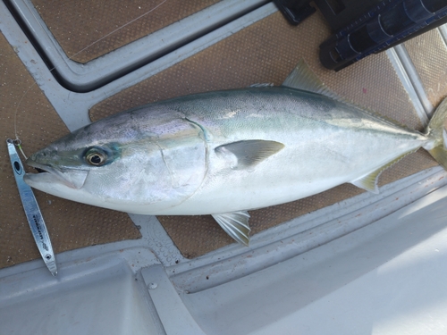 ブリの釣果