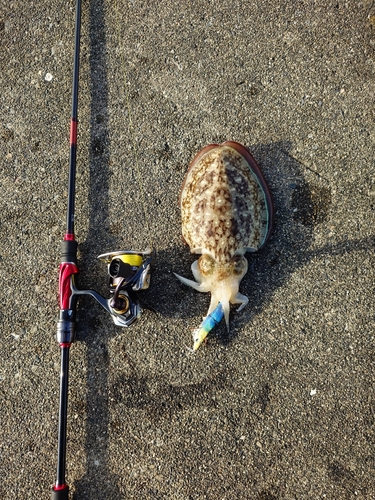 コウイカの釣果