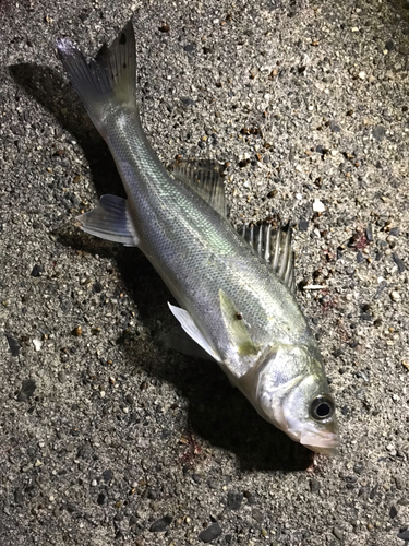 セイゴ（マルスズキ）の釣果