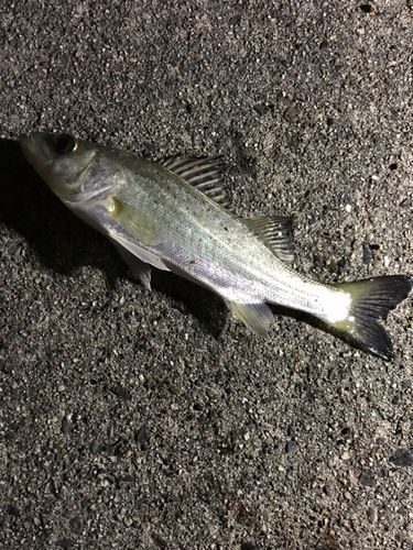 セイゴ（タイリクスズキ）の釣果