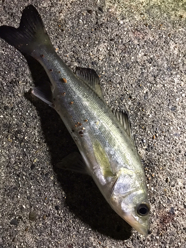 セイゴ（マルスズキ）の釣果