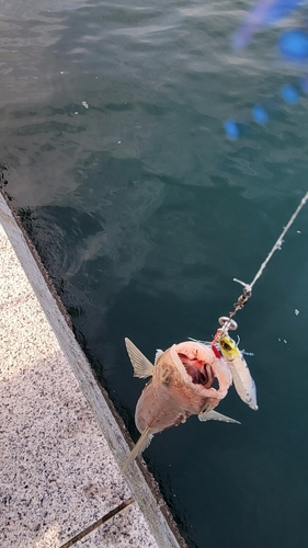 エソの釣果