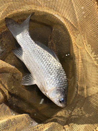 ヘラブナの釣果