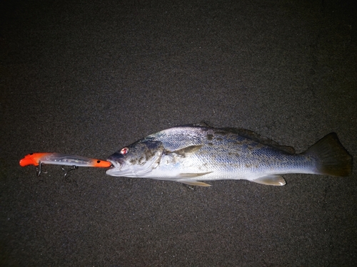 ニベの釣果