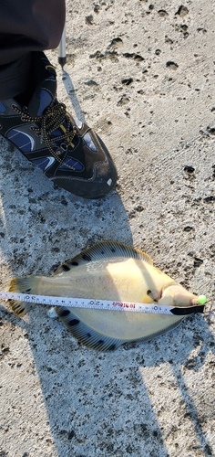 マツカワの釣果