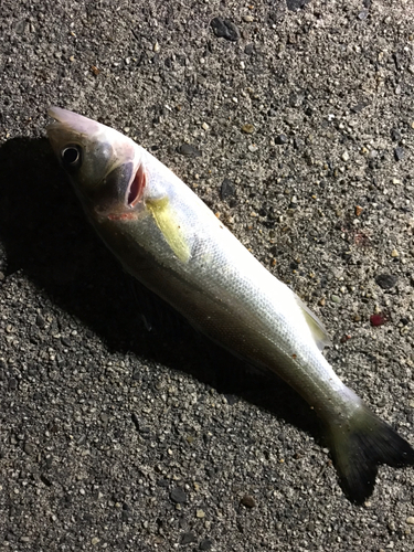 セイゴ（マルスズキ）の釣果