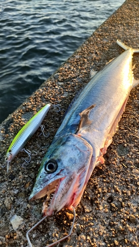 サゴシの釣果