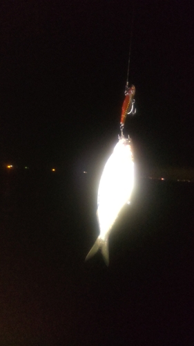 コノシロの釣果