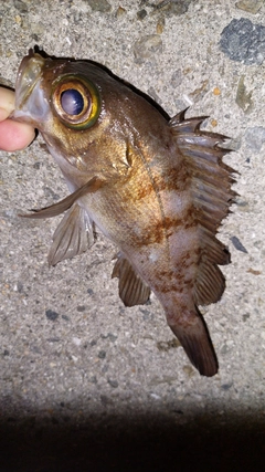 メバルの釣果