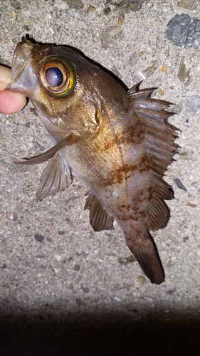 メバルの釣果