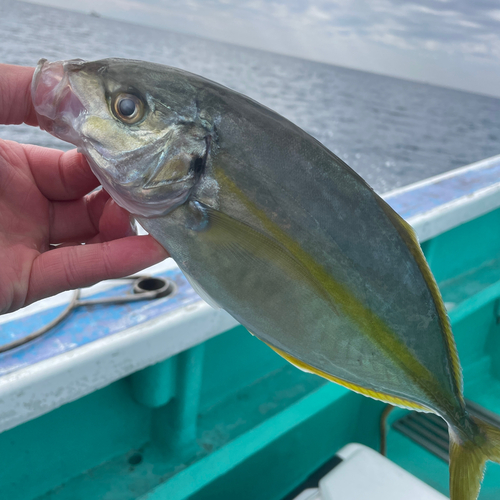 シマアジの釣果