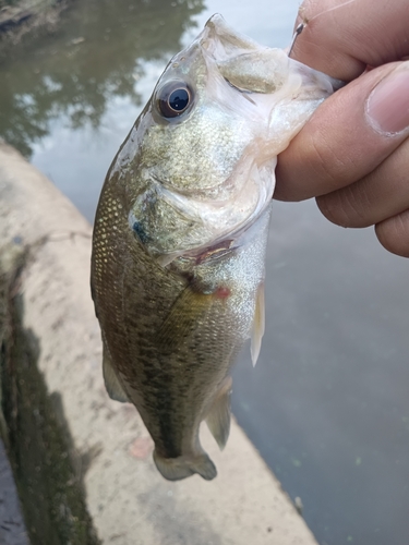 鳥羽池