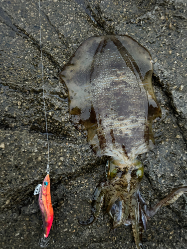 アオリイカの釣果