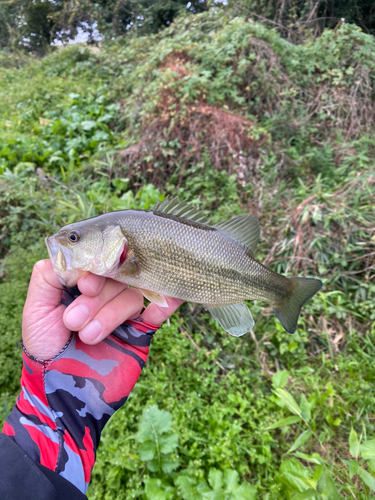 ラージマウスバスの釣果