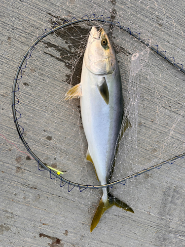 ブリの釣果