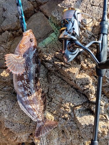 アイナメの釣果