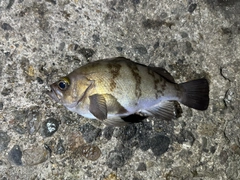 シロメバルの釣果