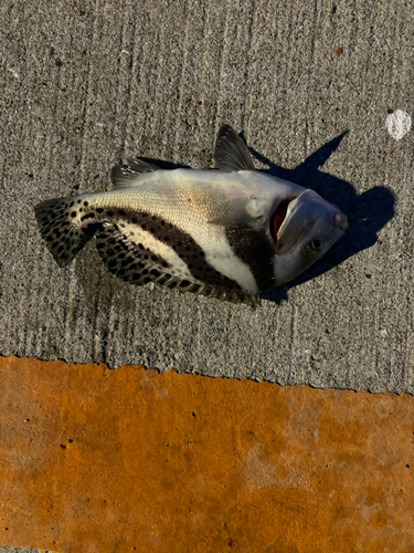 コショウダイの釣果