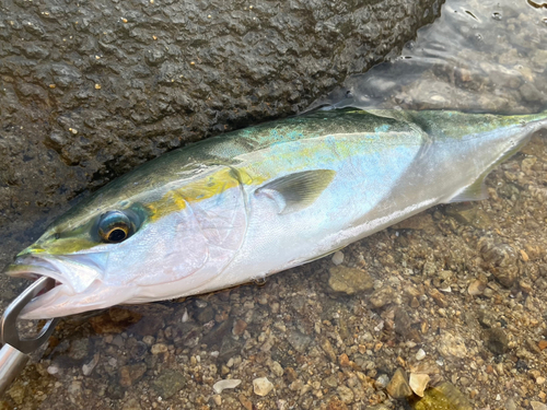 イナダの釣果