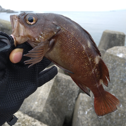 函館湾