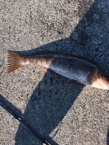 アイナメの釣果