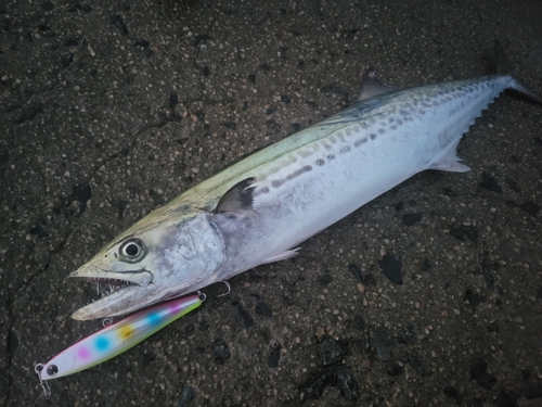 サゴシの釣果