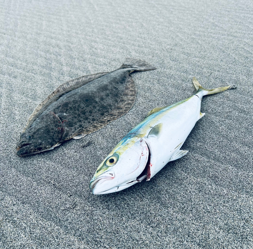 ヒラメの釣果