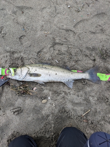 マルスズキの釣果