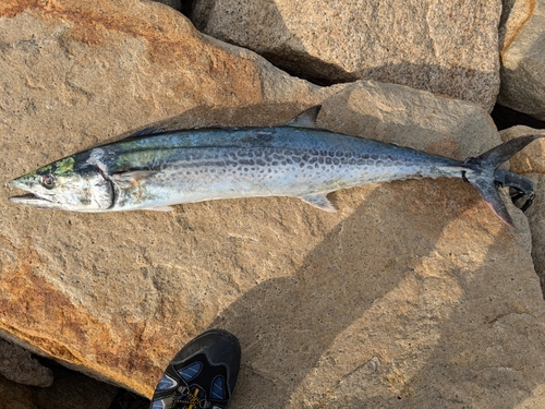 サワラの釣果