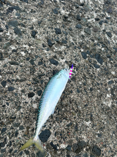 サバの釣果