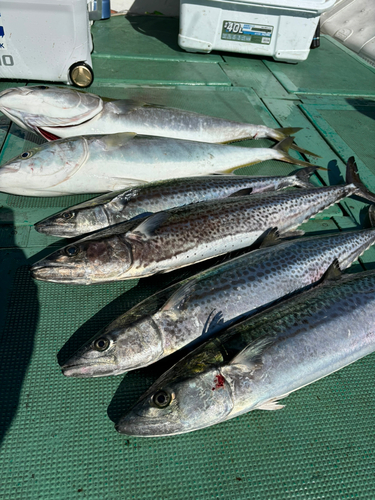 サワラの釣果