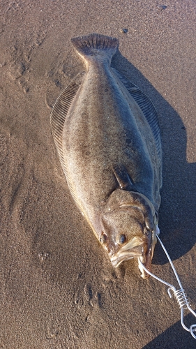 ヒラメの釣果