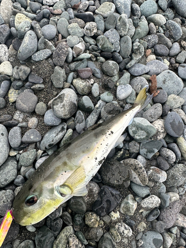 シロサバフグの釣果