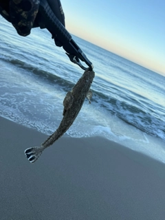 マゴチの釣果