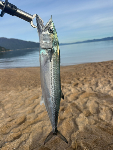 サゴシの釣果