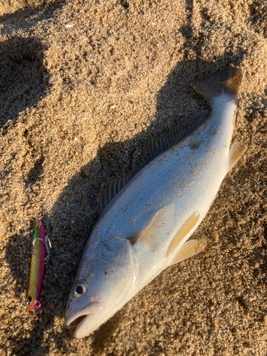 ニベの釣果