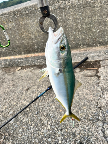 イナダの釣果