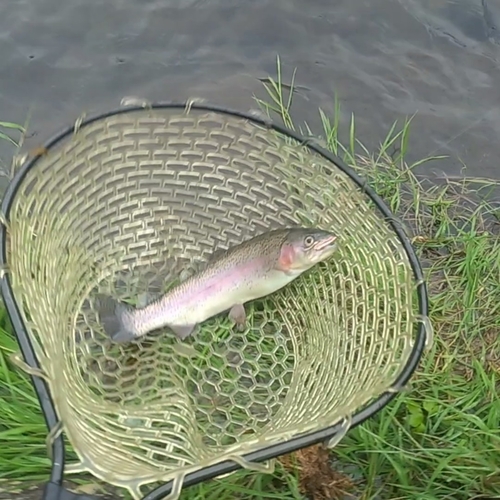 ニジマスの釣果