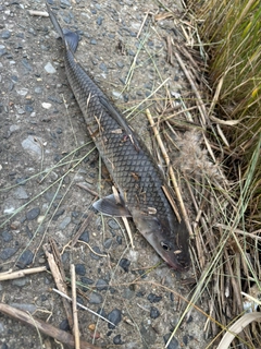 ニゴイの釣果