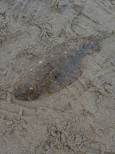 ソゲの釣果