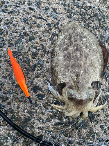 モンゴウイカの釣果