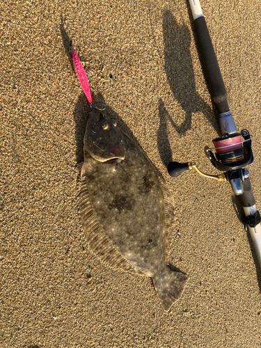 ヒラメの釣果