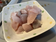 サゴシの釣果