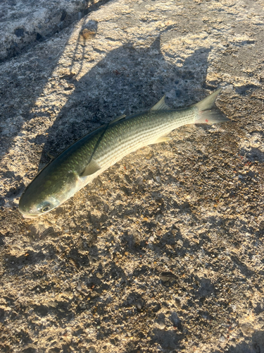 ボラの釣果