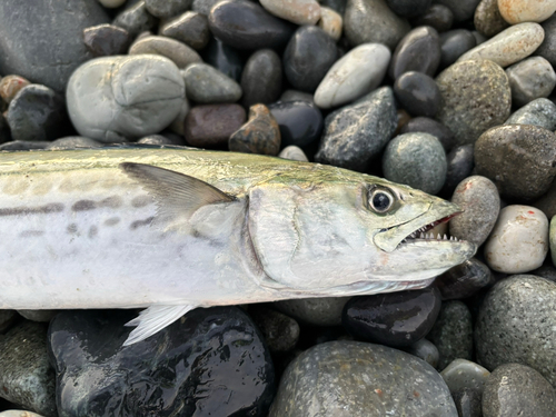 サゴシの釣果