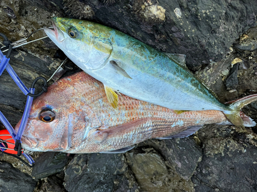 ヤズの釣果